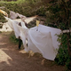 Halloween (1978)